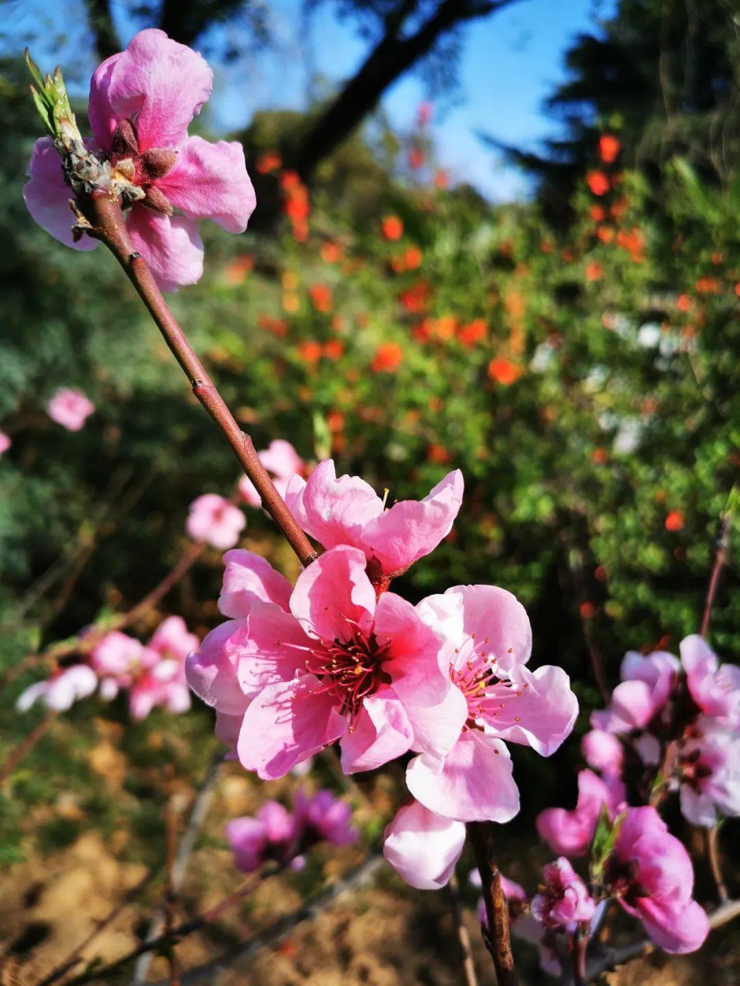 云赏花丨春天里的校园，和影象中一样美