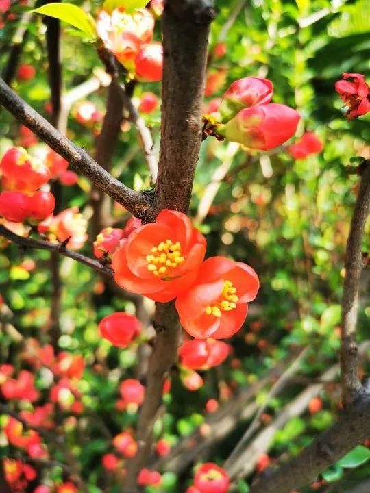 云赏花丨春天里的校园，和影象中一样美